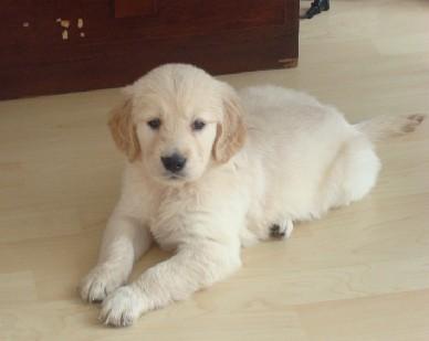 如何判断金毛幼犬