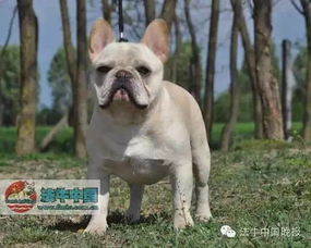 浙江的犬舍有哪些