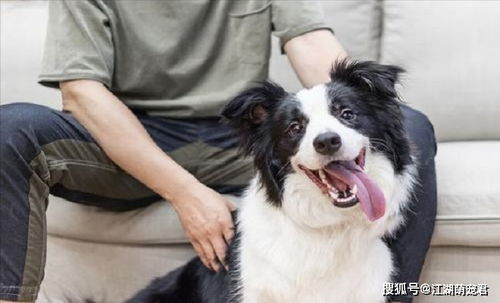母狗绝育的方法有哪些