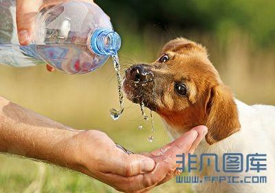 幼犬可以多久不喝水