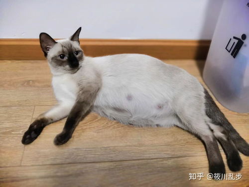 如何照顾怀孕猫