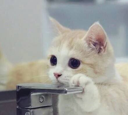 猫一直吃太咸会怎么样