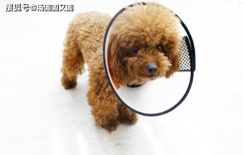 狗狗手术伤口多久会好