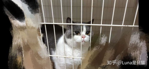上海哪里买猫便宜