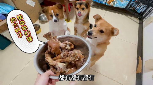 如何让小狗高兴