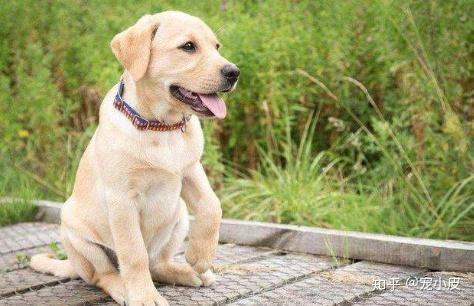 中大型犬好养的有哪些