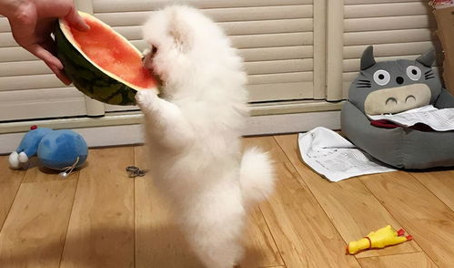 博美幼犬可以吃哪些水果