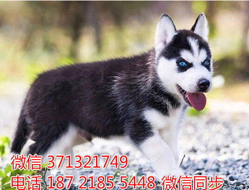 西安哪里都有卖狗狗的