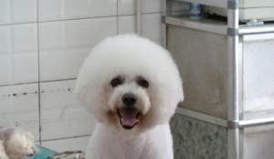 贵宾犬和比熊哪个价格高
