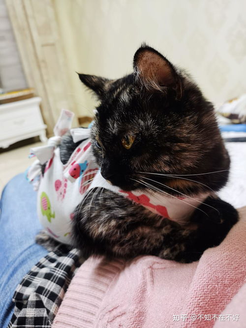 母猫绝育要住院多久