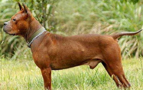 如何训练川东猎犬