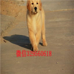 长春哪里能买到狗狗