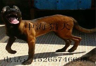 买好马犬去哪里买