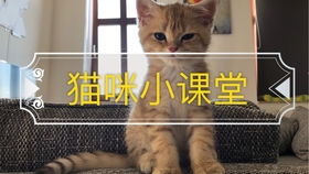 如何锻炼小猫握手