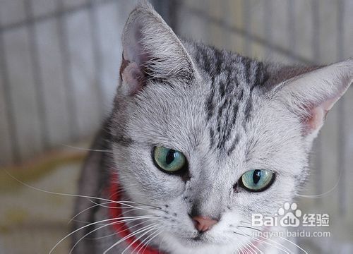 如何训练猫排泄