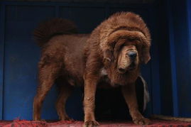 哪里卖藏獒犬