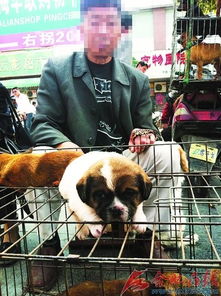 合肥哪里有卖狗