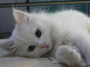 哪里可以收养猫