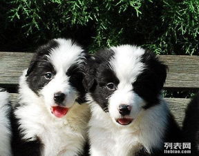 佛山哪里有牧羊犬