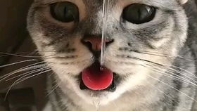 如何巧做猫玩具