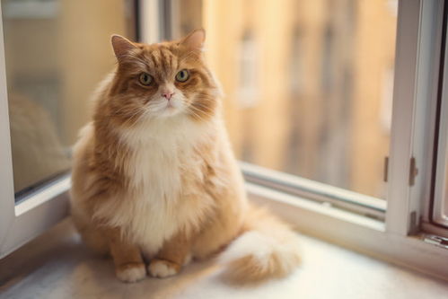 黄色的猫咪有哪些