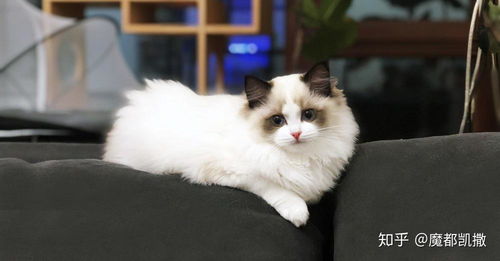 上海哪里买布偶猫