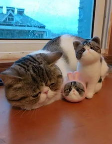 如何讨猫咪喜欢