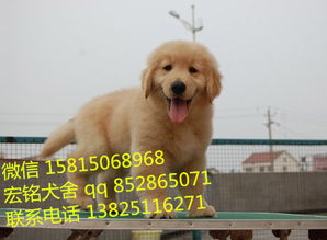 狗狗应该打哪里买