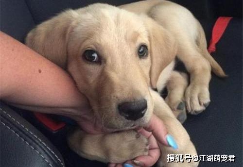 比较粘人的狗狗有哪些