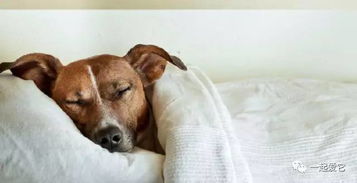 狗正常睡眠是多久