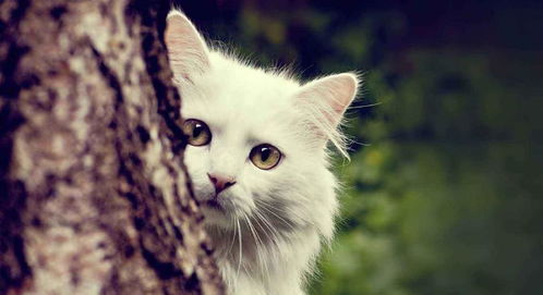 小猫的玩具还有哪些