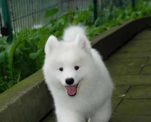 养萨摩耶幼犬该注意哪些