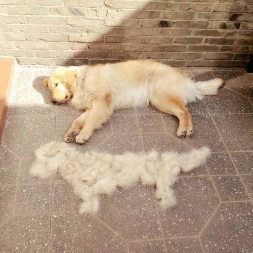 狗狗春季掉毛要多久