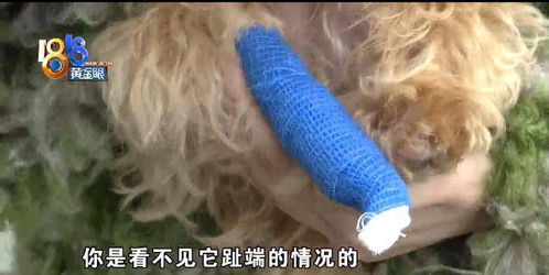 狗骨折外固定绑多久