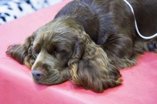 哪些狗适合做猎犬