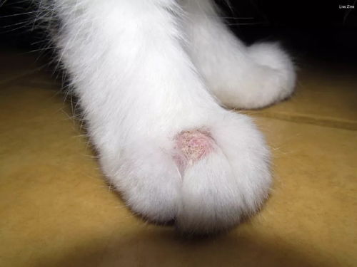 猫的皮肤病有哪些