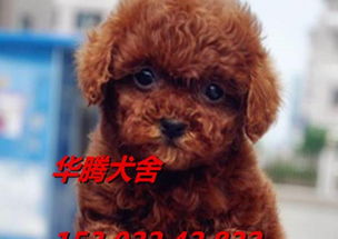 宠物狗泰迪品种有哪些