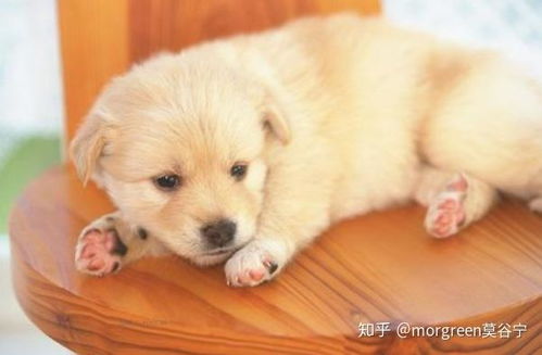怎么样选择狗狗