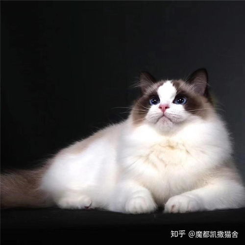 哪里能买到布偶猫种猫