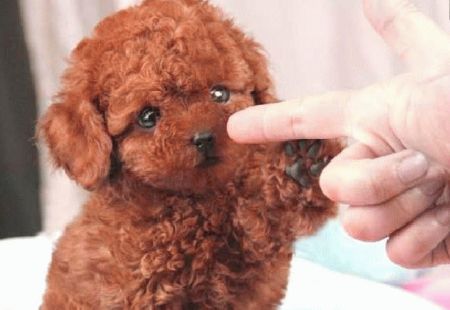 泰迪狗喜欢摸哪里