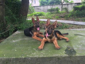 狼青与马犬哪个大