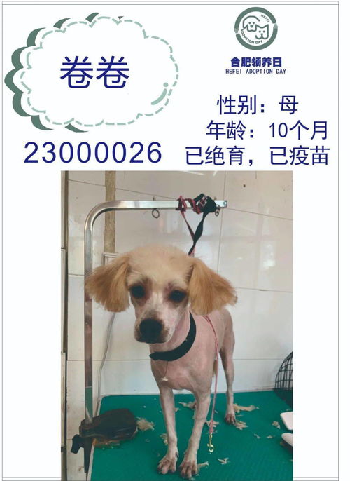 合肥哪里可以收养狗狗