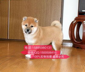 哪里买秋田犬
