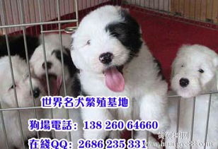 狗狗在哪里卖