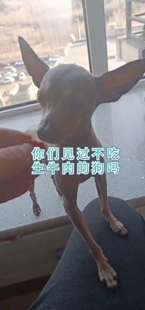 狗狗可以吃牛肉吗