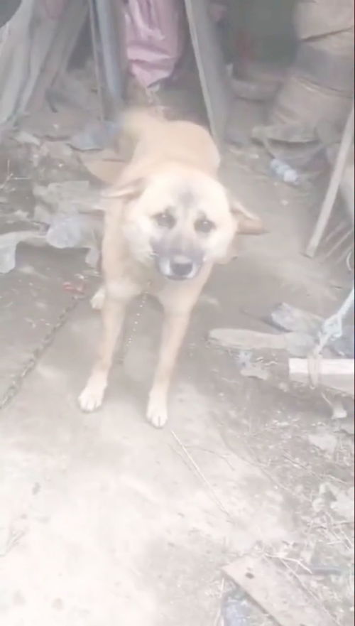 狗狗死去会去哪里