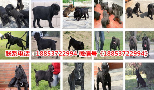 绵阳哪里有卖狗