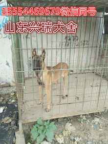 狼青犬和马犬哪个好训