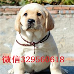哪里能买到工作犬