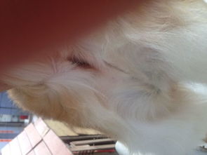 母犬发情的症状有哪些